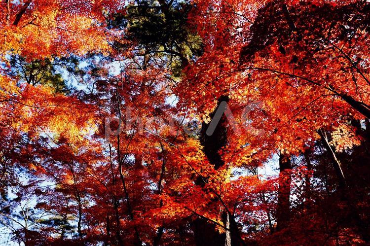 燃えるような紅葉の木々 黄色,紅葉,葉の写真素材