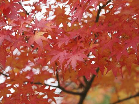 赤く色づく紅葉 紅葉,秋,鎌倉の写真素材