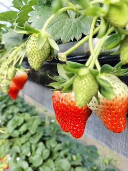 いちご狩り いちご狩り,いちご,苺の写真素材