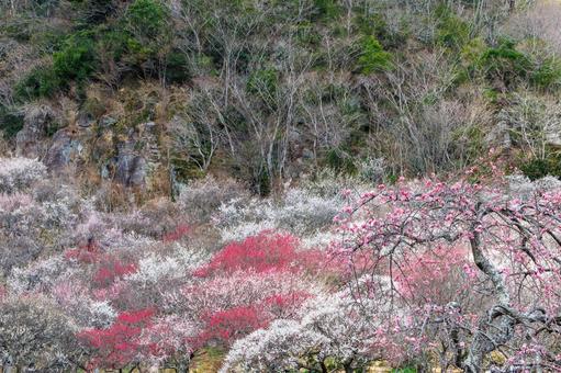 カラフルな梅の花のある風景 梅,迎春,梅の花の写真素材