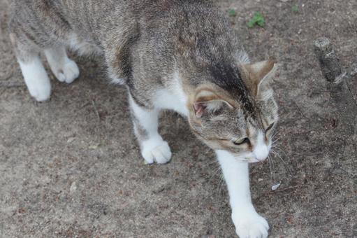 ねこ ねこの写真