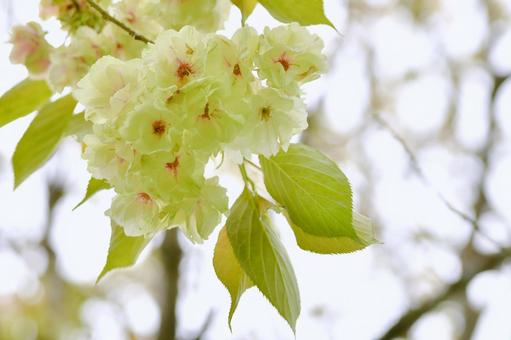 薄緑色の桜 鬱金桜 薄緑色の桜 鬱金桜 鬱金桜,花,桜の写真素材