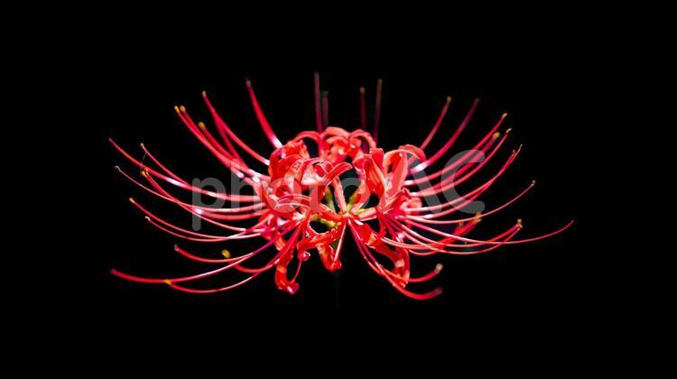 赤色の「彼岸花」 彼岸花,ヒガンバナ,お彼岸に咲くの写真素材