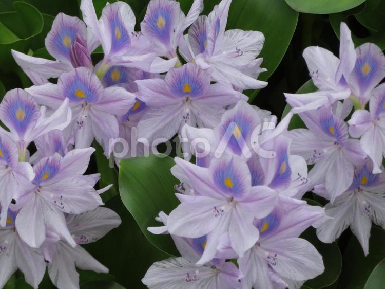 夏のホテイアオイの花の群生 背景,ホテイアオイ,花の写真素材