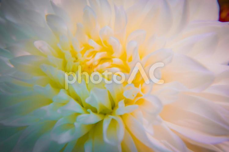 白い花のクローズアップ 白い花,開花,自然の写真素材