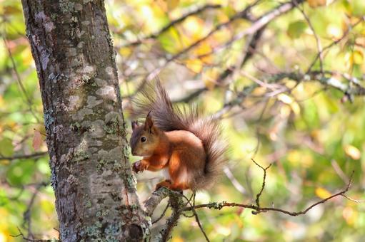 紅葉した白樺の木の枝で木の実を食べるリス 紅葉した白樺の木の枝で木の実を食べるリス リス,りす,紅葉の写真素材