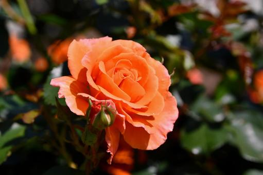 薔薇 ビブレバカンス 薔薇 ビブレバカンス 薔薇,ビブレバカンス,オレンジの写真素材