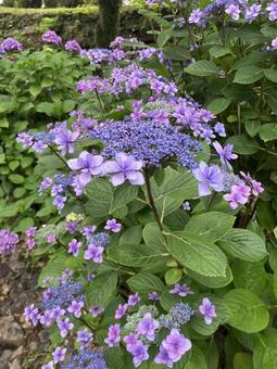 あじさい あじさい,紫陽花,アジサイの写真素材