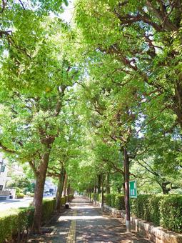 木陰が涼しい街路樹 木陰が涼しい街路樹 木陰,涼しい,街路樹の写真素材