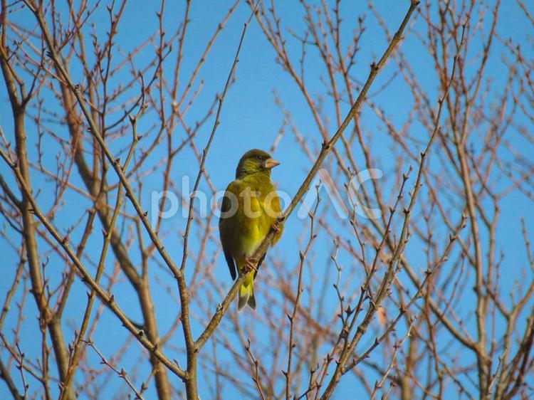 枝に留まるカワラヒワ カワラヒワ,河原鶸,鳥の写真素材