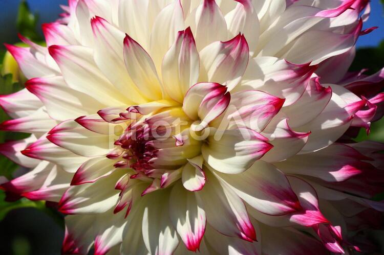 ピンクのダリア(山形県川西町) ダリア,ダリヤ,赤の写真素材