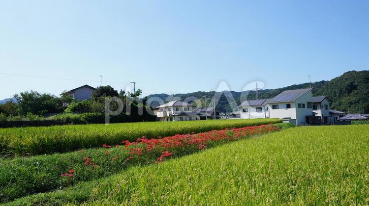 田園風景 田園風景,彼岸花,秋の写真素材