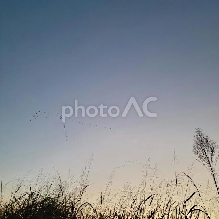 冬の朝焼けと渡り鳥 朝焼け,空,冬の写真素材