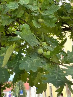 緑のどんぐり 緑のどんぐり,どんぐり,夏の写真素材