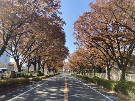 ケヤキの並木道 けやき,紅葉,黄葉の写真素材