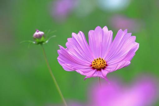 可愛く咲くコスモス-2 可愛く咲くコスモス-2 コスモス,花,秋の写真素材