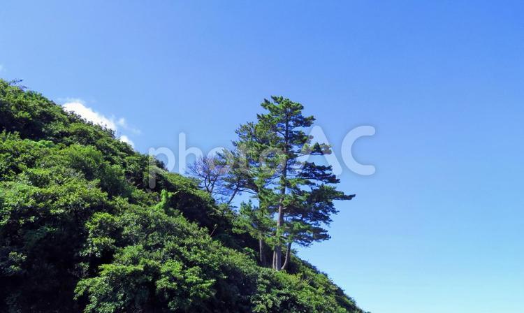 夏・斜面の青々とした松の木と青空 松の木,青空,山の写真素材