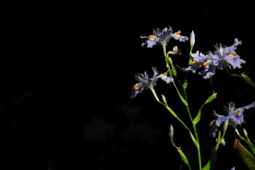 シャガ シャガ,花,植物の写真素材