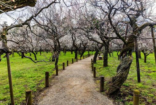 偕楽園公園　満開の梅園 偕楽園,花,梅の写真素材