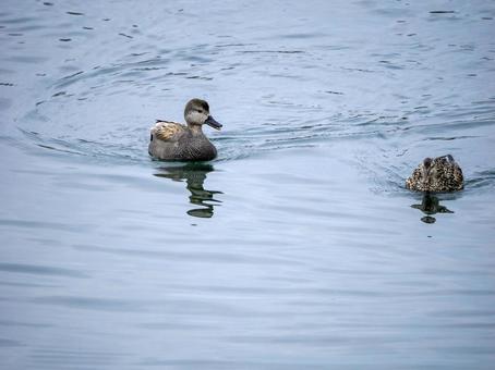 鴨のいる風景 鴨,野鳥,屋外の写真素材