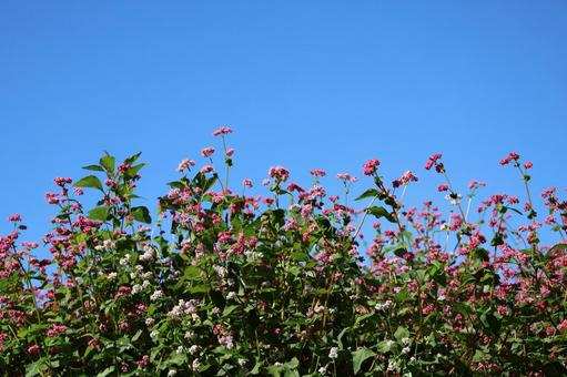 青空と満開のピンクの赤そばの花畑 青空と満開のピンクの赤そばの花畑 青空,満開,ピンクの写真素材