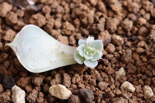 エケベリアの葉挿し 多肉,植物,エケベリアの写真素材