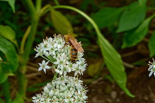 ニラの花とオオハラナガツチバチ ニラの花とオオハラナガツチバチの写真