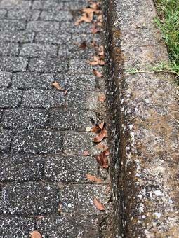 道端の枯葉 道端の枯葉 道路,道端,枯葉の写真素材
