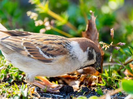 地面を歩くスズメ 地面を歩くスズメ スズメ,雀,鳥の写真素材