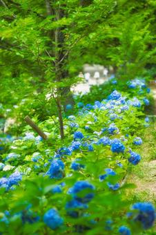 アジサイ 紫陽花 あじさい アジサイ 紫陽花 あじさいの写真