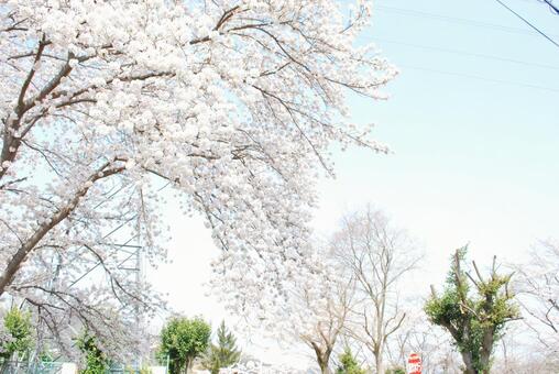 Cherry blossoms 2 in full bloom, cherry blossoms, yoshino cherry tree, full bloom, JPG