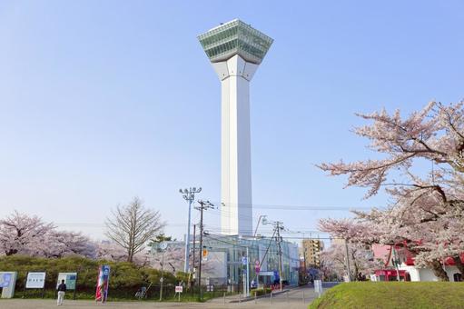 五稜郭タワーと桜 五稜郭タワーと桜の写真