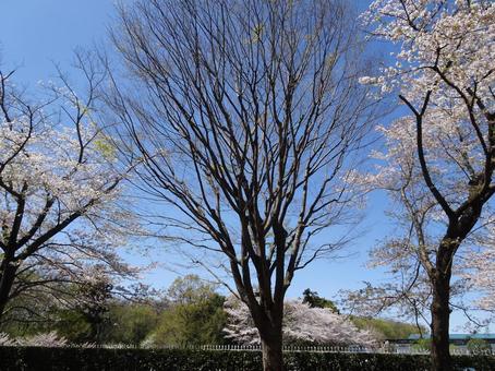 Photo, funabashi অ্যান্ডারসনকে পার্ক, এপ্রিল, ফানাবাশি সিটি, চিবা প্রিফেকচার, 