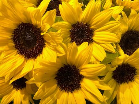 ひまわり ひまわり ひまわり,花,アップの写真素材