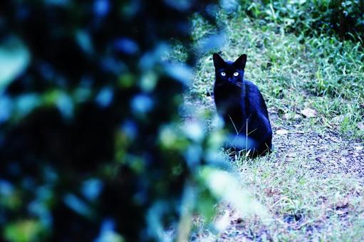 Black cat staring at you, JPG Black cat staring at you, JPG