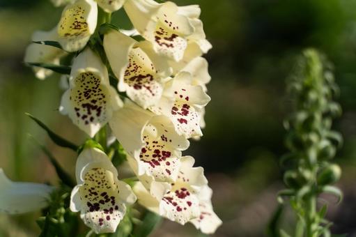陽だまりに咲く薬草の花② 陽だまりに咲く薬草の花② 花,植物,ジギタリスの写真素材