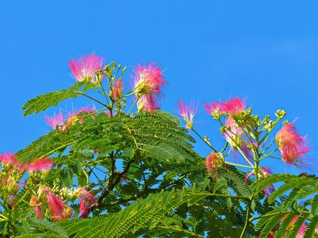 Nemuno tree flowers and blue sky 4, JPG Nemuno tree flowers and blue sky 4, JPG
