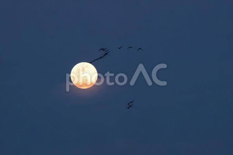 平成最後の満月を飛ぶマガン 満月,雁,月の写真素材