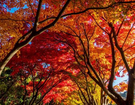紅葉のトンネル 紅葉のトンネルの写真