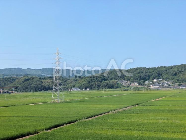 青田の中の送電鉄塔 田んぼ,鉄塔,青田の写真素材