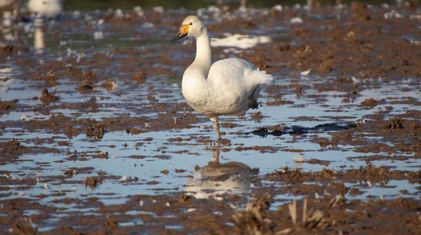 白鳥 自然,野鳥,鳥の写真素材