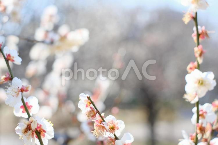 2月に咲く白い梅の花 花,梅,紅梅の写真素材