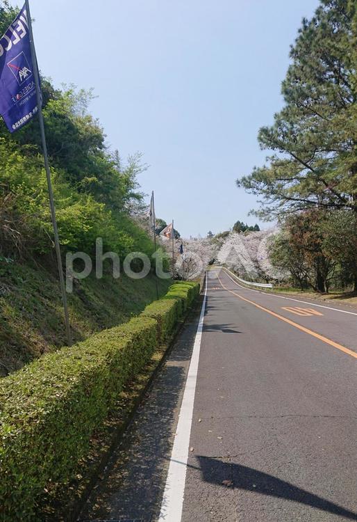 アクサレディス、入口坂の桜 春,桜,アクサレディスの写真素材