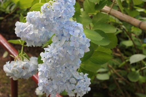 Hydrangea 67, JPG Hydrangea 67, JPG