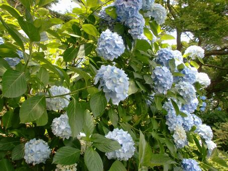 春のアジサイ 春のアジサイの写真