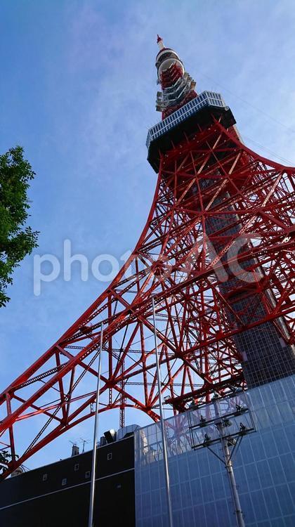 見上げる東京タワー 東京,タワー,ランドマークの写真素材