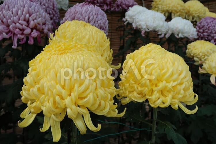 後楽園の敷地内　菊の展示会 フラワーアレンジメント,優しい花,公園の花の写真素材