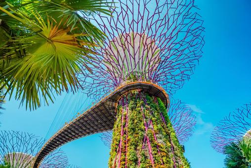 【シンガポール】スーパーツリー 【シンガポール】スーパーツリー シンガポール,スーパーツリー,植物園の写真素材
