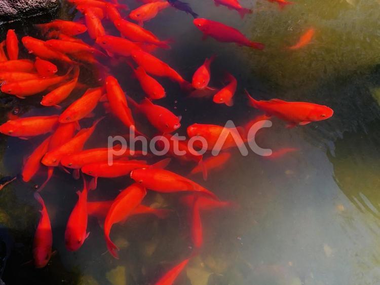 緋鯉の群れ　日本庭園の池 緋鯉,鯉,金魚の写真素材