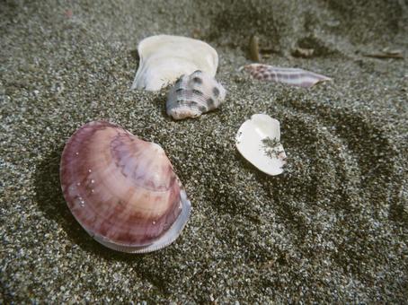 砂浜の貝殻たち 貝殻,砂,海の写真素材
